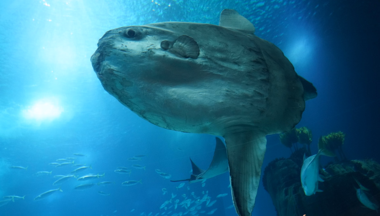 Sunfish City [v0.0.25.2] [Grankor]